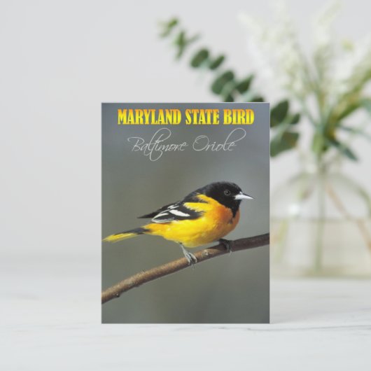Maryland State Bird - Baltimore Oriole Briefkaart (Staand voorkant)