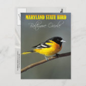 Maryland State Bird - Baltimore Oriole Briefkaart (Voorkant / Achterkant)