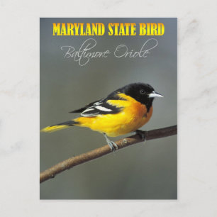 Maryland State Bird - Baltimore Oriole Briefkaart