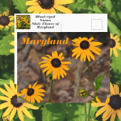 Maryland State Bloem Zwart-eyed Susan Foto Briefkaart