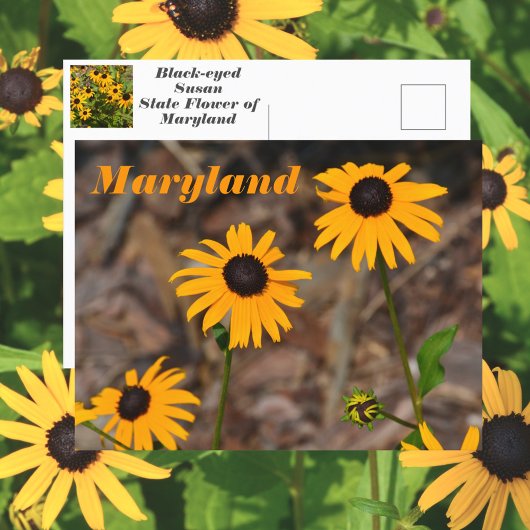 Maryland State Bloem Zwart-eyed Susan Foto Briefkaart