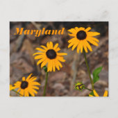 Maryland State Bloem Zwart-eyed Susan Foto Briefkaart (Voorkant)