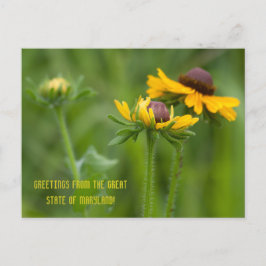 Maryland State Flower Briefkaart