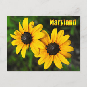 Maryland State Flower: Zwarte-oogige Susan Briefkaart