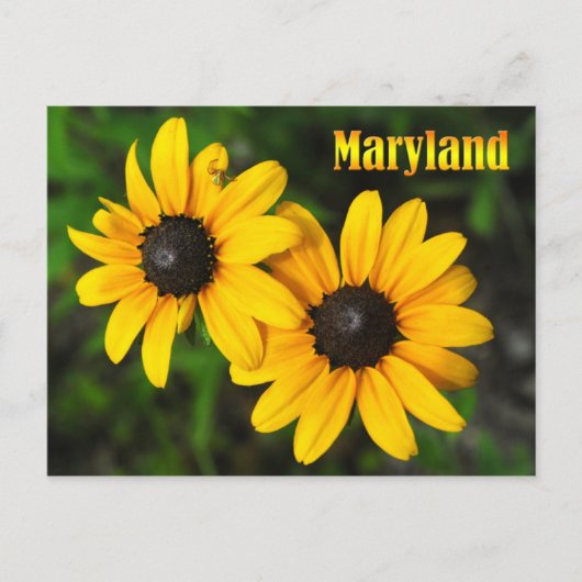 Maryland State Flower: Zwarte-oogige Susan Briefkaart (Voorkant)