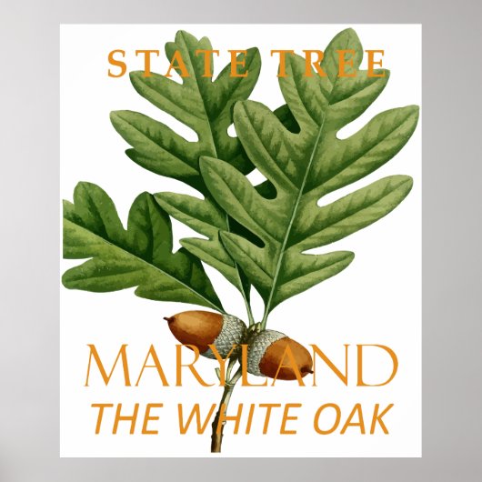 Maryland Territory Tree, de witte eik Poster (Voorkant)