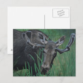 Marysville Moose Briefkaart (Voorkant / Achterkant)