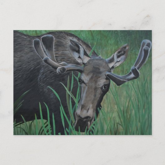 Marysville Moose Briefkaart (Voorkant)
