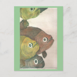 mas piranha briefkaart