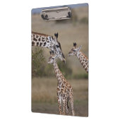 Masai-giraffe (Giraffe tippelskirchi) Klembord (Links)