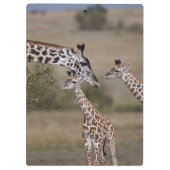 Masai-giraffe (Giraffe tippelskirchi) Klembord (Achterkant)
