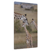Masai-giraffe (Giraffe tippelskirchi) Klembord (Rechts)