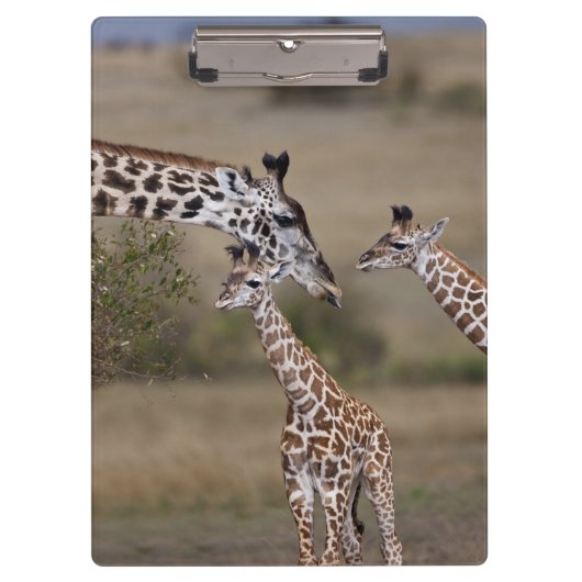 Masai-giraffe (Giraffe tippelskirchi) Klembord (Voorkant)