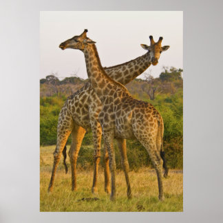 Masai Giraffe Kenia Africa poster