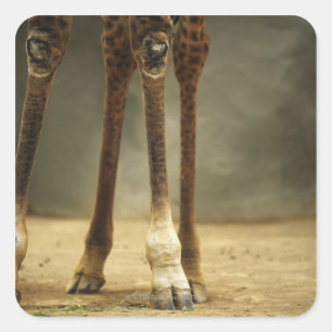Masai giraffe, uitzicht met een lage hoek, Giraffa Vierkante Sticker