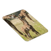 Masai-giraffen, Giraffa camelopardalis 2 Magneet (Rechterzijde)