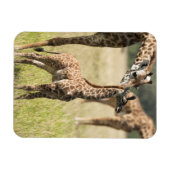 Masai-giraffen, Giraffa camelopardalis 2 Magneet (Horizontaal)