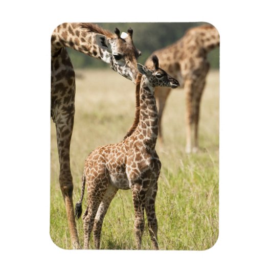 Masai-giraffen, Giraffa camelopardalis 2 Magneet (Verticaal)
