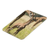 Masai-giraffen, Giraffa camelopardalis 2 Magneet (Linkerzijde)