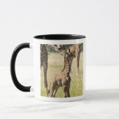 Masai-giraffen, Giraffa camelopardalis 2 Mok (Links)