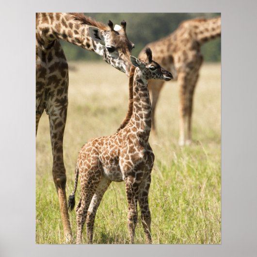 Masai-giraffen, Giraffa camelopardalis 2 Poster (Voorkant)