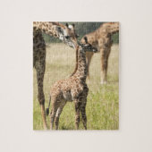 Masai giraffes, Giraffa camelopardalis 2 Legpuzzel (Verticaal)