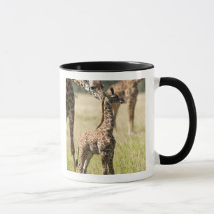 Masai giraffes, Giraffa camelopardalis 2 Mok