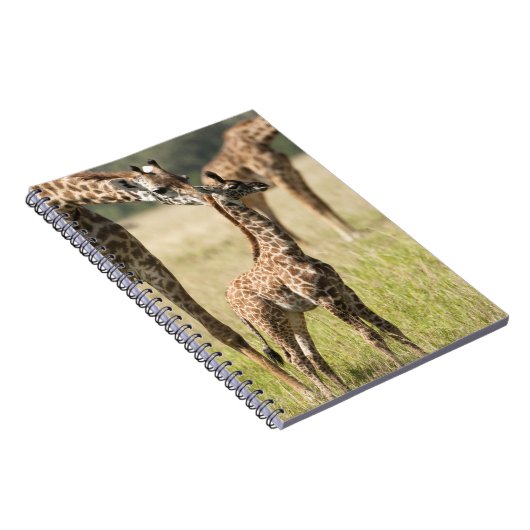 Masai giraffes, Giraffa camelopardalis 2 Notitieboek (Rechterzijde)