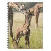 Masai giraffes, Giraffa camelopardalis 2 Notitieboek (Voorkant)
