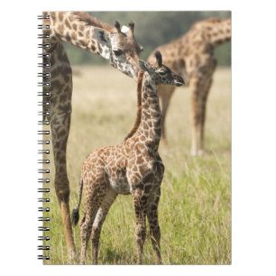 Masai giraffes, Giraffa camelopardalis 2 Notitieboek