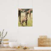 Masai giraffes, Giraffa camelopardalis 2 Poster (Keuken)