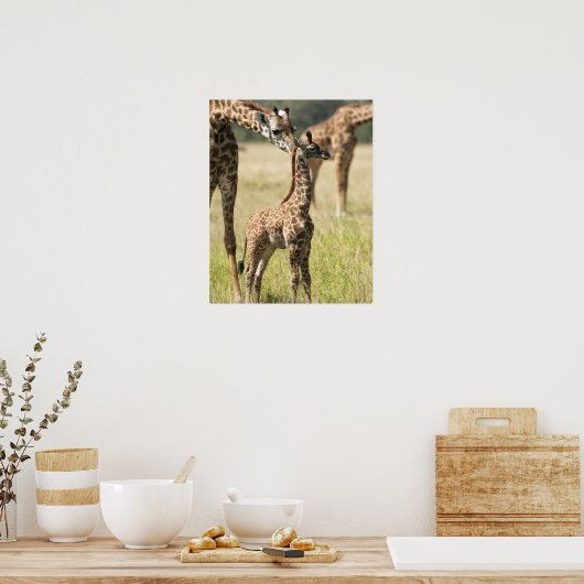 Masai giraffes, Giraffa camelopardalis 2 Poster (Keuken)
