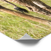 Masai giraffes, Giraffa camelopardalis 2 Poster (Hoek)