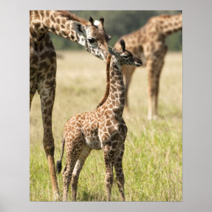 Masai giraffes, Giraffa camelopardalis 2 Poster