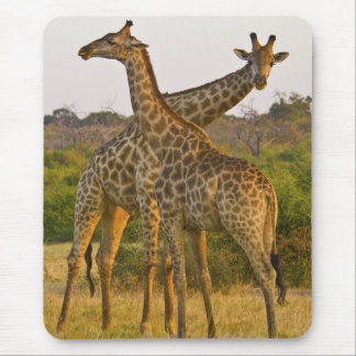 Masai Giraffes Kenia Africa mousepad Muismat