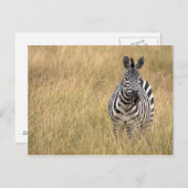 Masai Mara, Kenia Briefkaart (Voorkant / Achterkant)