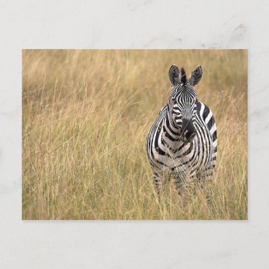 Masai Mara, Kenia Briefkaart (Voorkant)