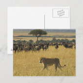 Masai Mara National Reserve, Kenia, Afrika Briefkaart (Voorkant / Achterkant)