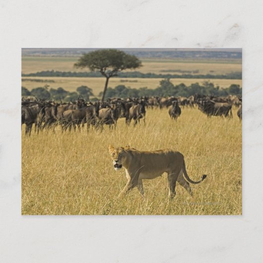 Masai Mara National Reserve, Kenia, Afrika Briefkaart (Voorkant)