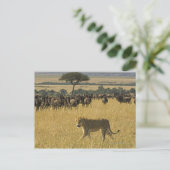 Masai Mara National Reserve, Kenia, Afrika Briefkaart (Staand voorkant)
