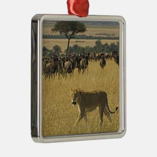 Masai Mara National Reserve, Kenia, Afrika Metalen Ornament (Rechts)