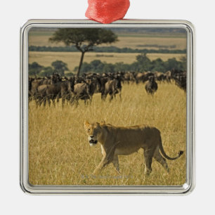 Masai Mara National Reserve, Kenia, Afrika Metalen Ornament