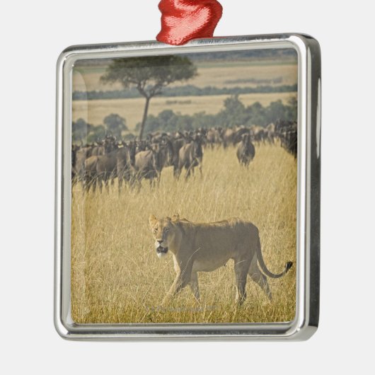 Masai Mara National Reserve, Kenia, Afrika Metalen Ornament (Links)