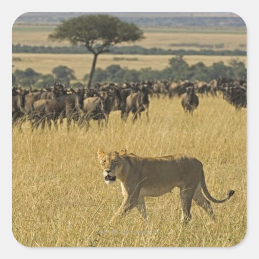Masai Mara National Reserve, Kenia, Afrika Vierkante Sticker (Voorkant)