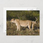 Masai Mara National Reserve (Kenia) Briefkaart (Voorkant / Achterkant)