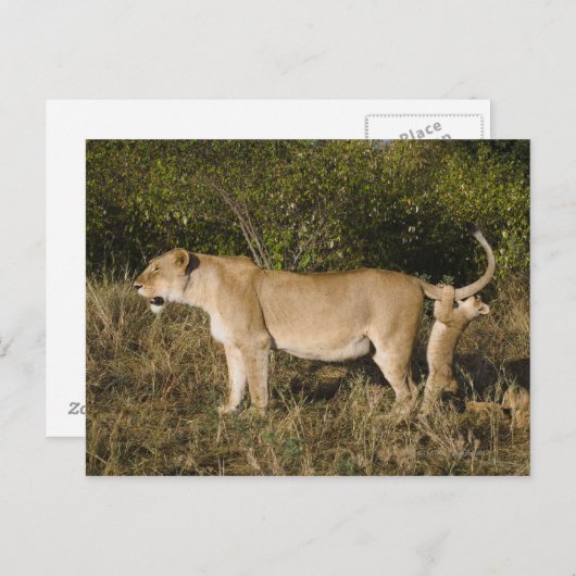 Masai Mara National Reserve (Kenia) Briefkaart (Voorkant / Achterkant)