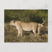 Masai Mara National Reserve (Kenia) Briefkaart (Voorkant)