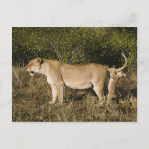 Masai Mara National Reserve (Kenia) Briefkaart