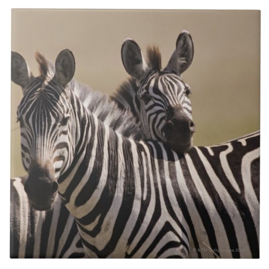 Masai Mara National Reserve, Kenia, juli 2005 3 Tegeltje (Voorkant)