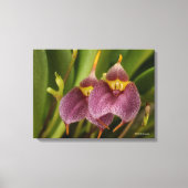 Masdevallia Canvas Afdruk (Voorkant)